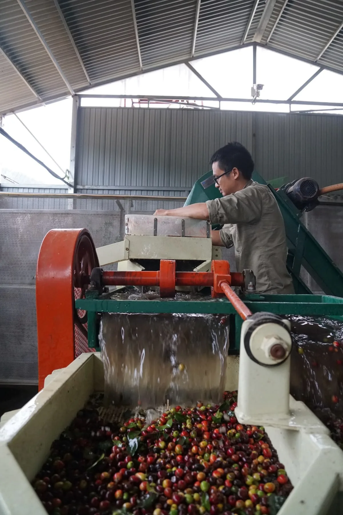 Chế biến cà phê nhân xanh
